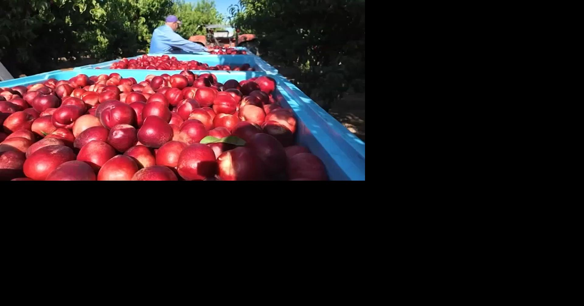 'They left me no other option': Reedley farmer gives 125,000+ pounds of nectarines away amid lawsuit