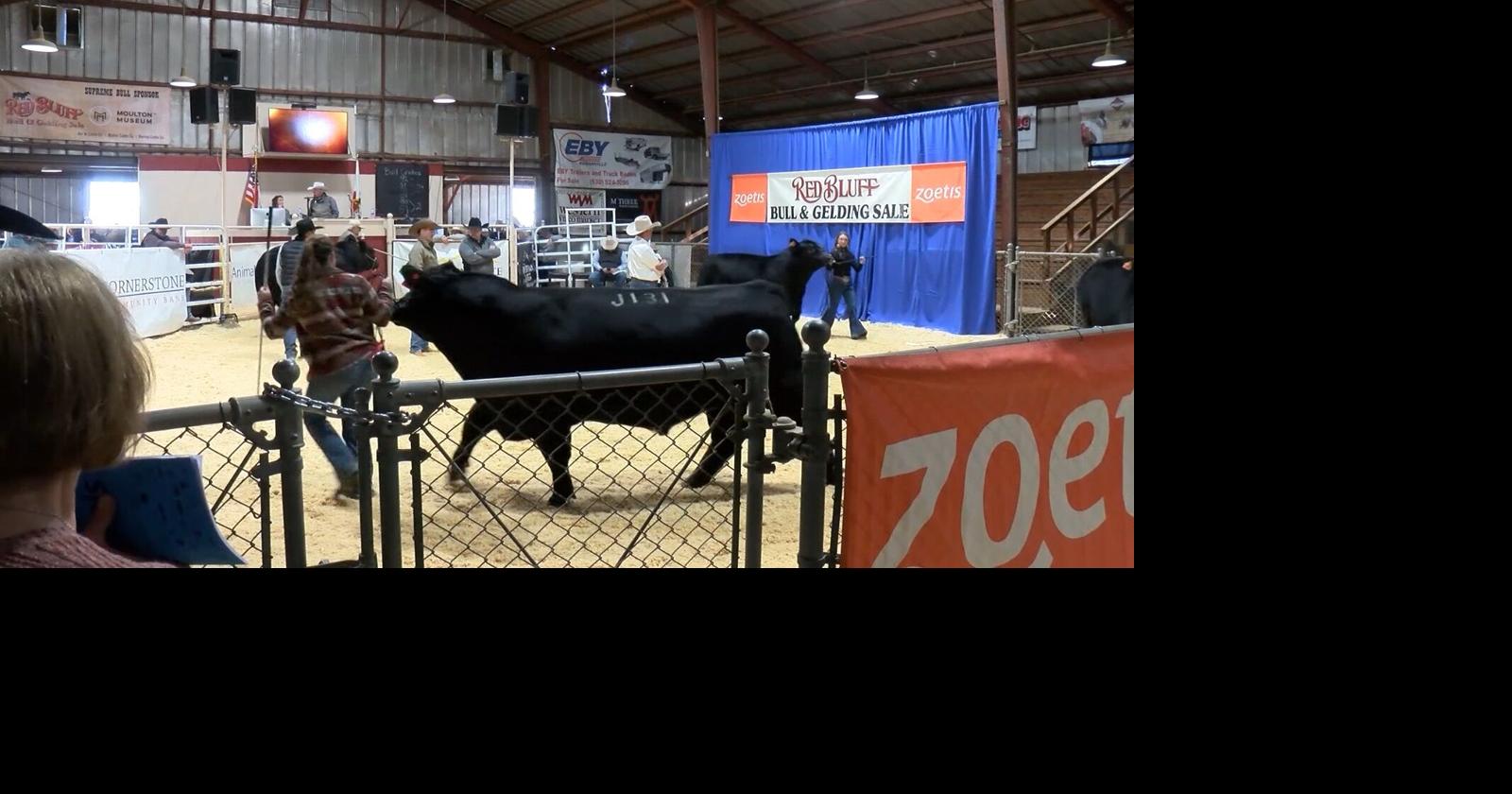 Red Bluff Bull and Gelding Sale