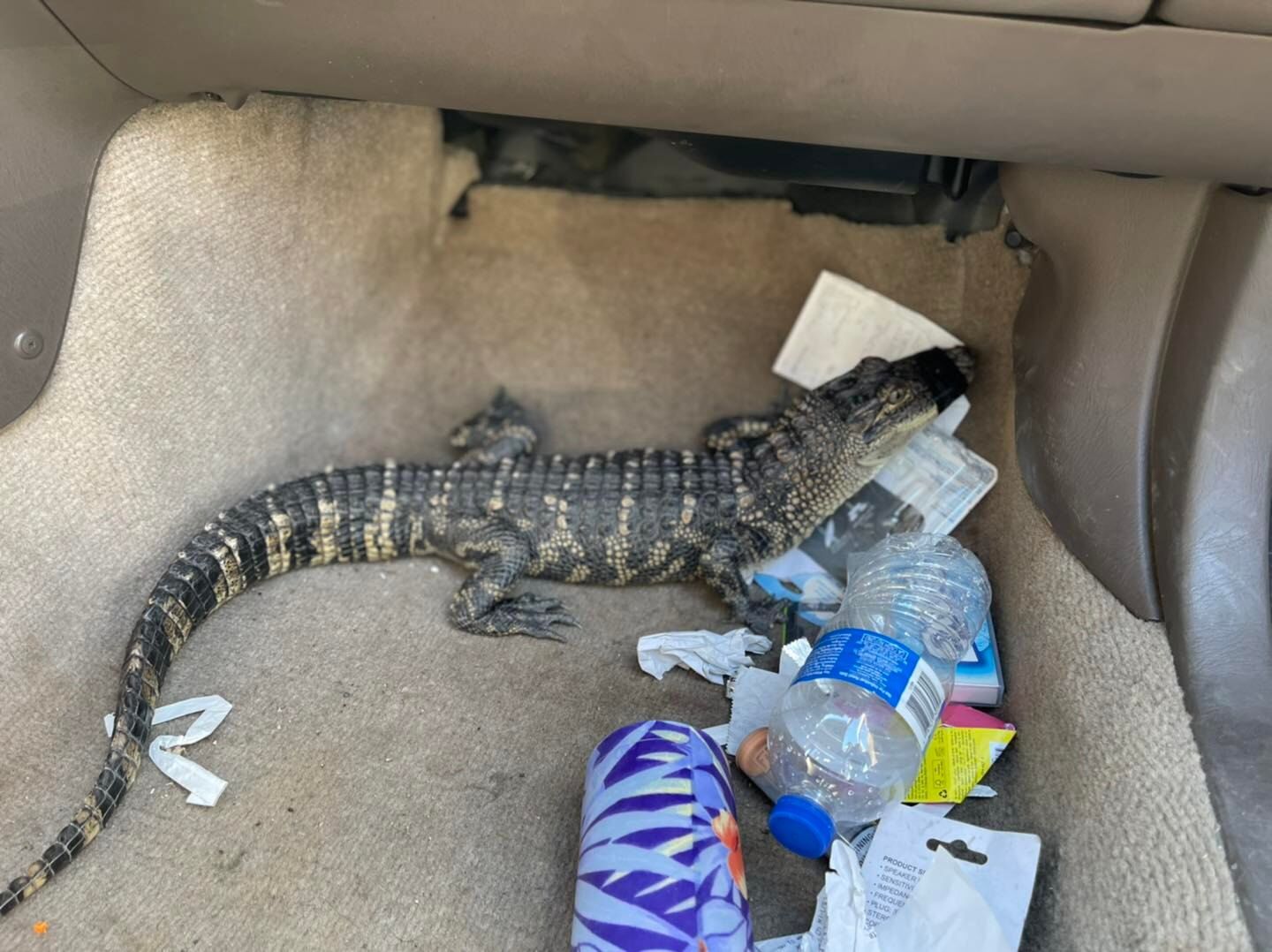 Alligator found in vehicle, wanted man arrested | Crime