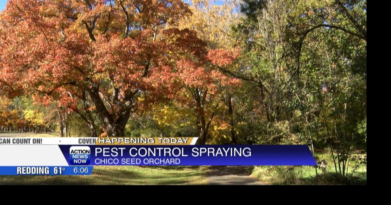 Chico Seed Orchard closes today for pest spraying | Video ...