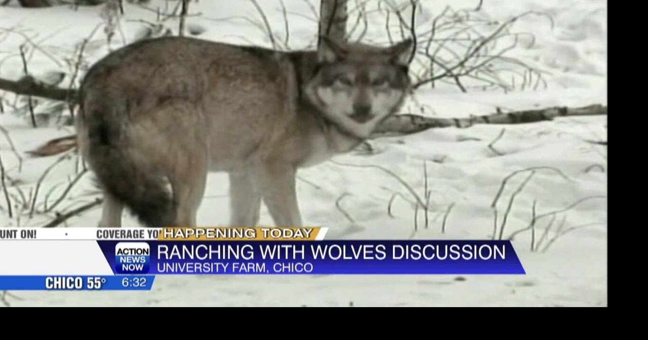 Butte County ranchers meet today to talk wolves and safety | Video ...