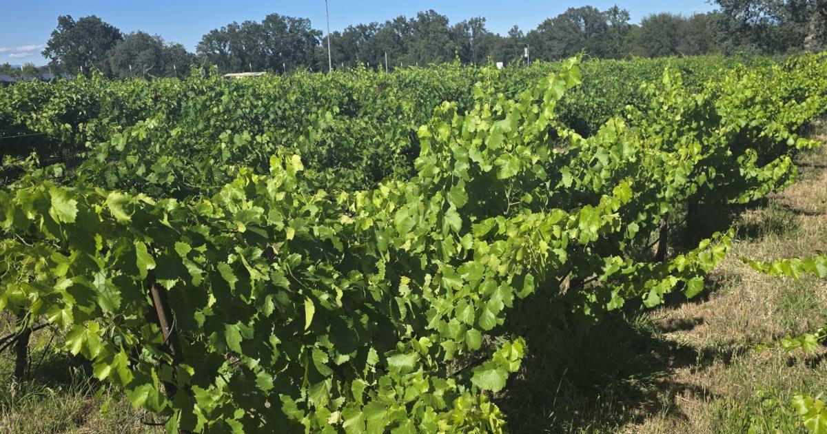 Redding Costco grapevines linked to vine-killing pest alert