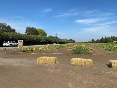 Pumpkin patches preserving water through the California drought emergency