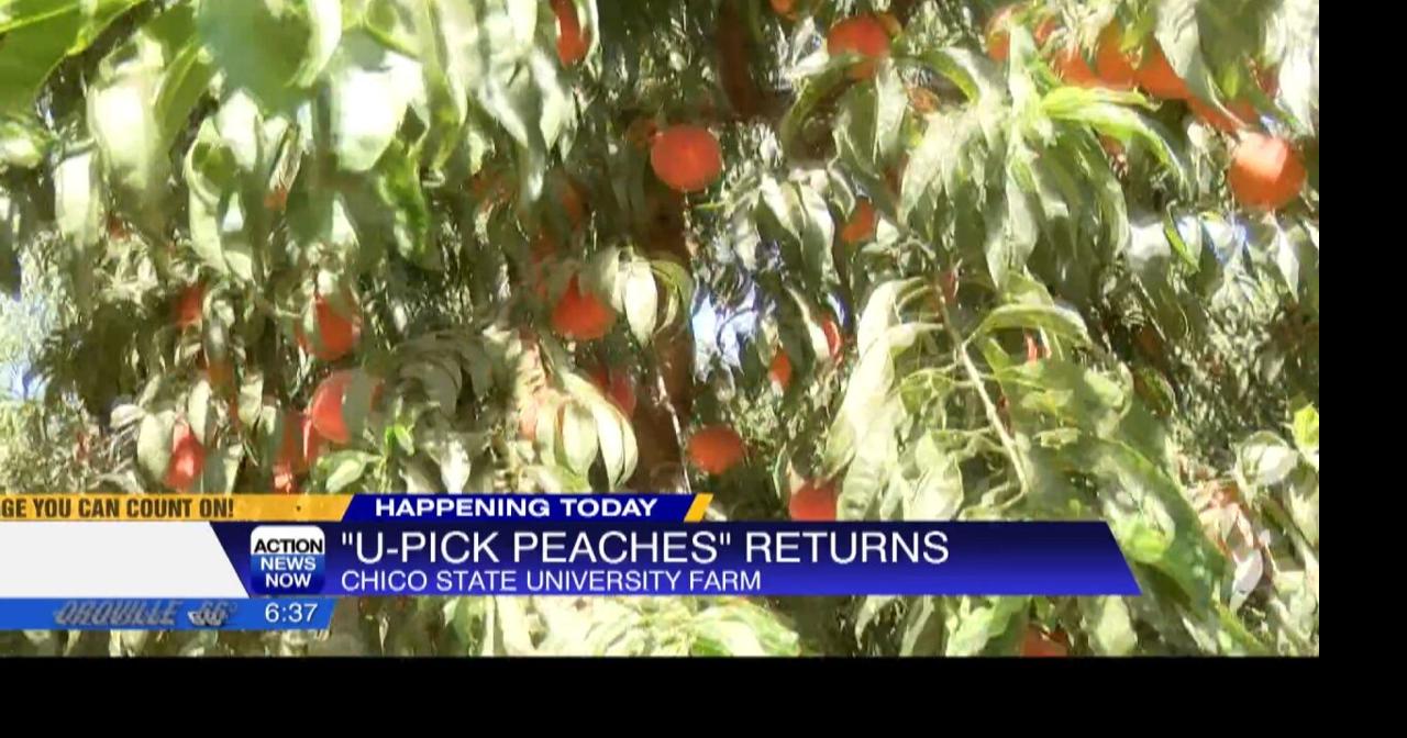 ‘UPick Peaches’ returns to Chico State University Farm News