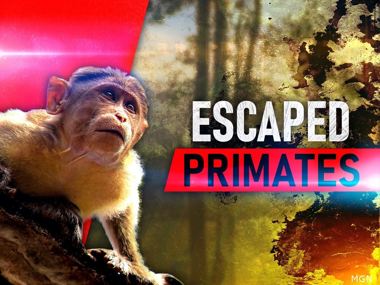 25 Monkeys Recovered After Dozens Escape In South Carolina. Others Are ...