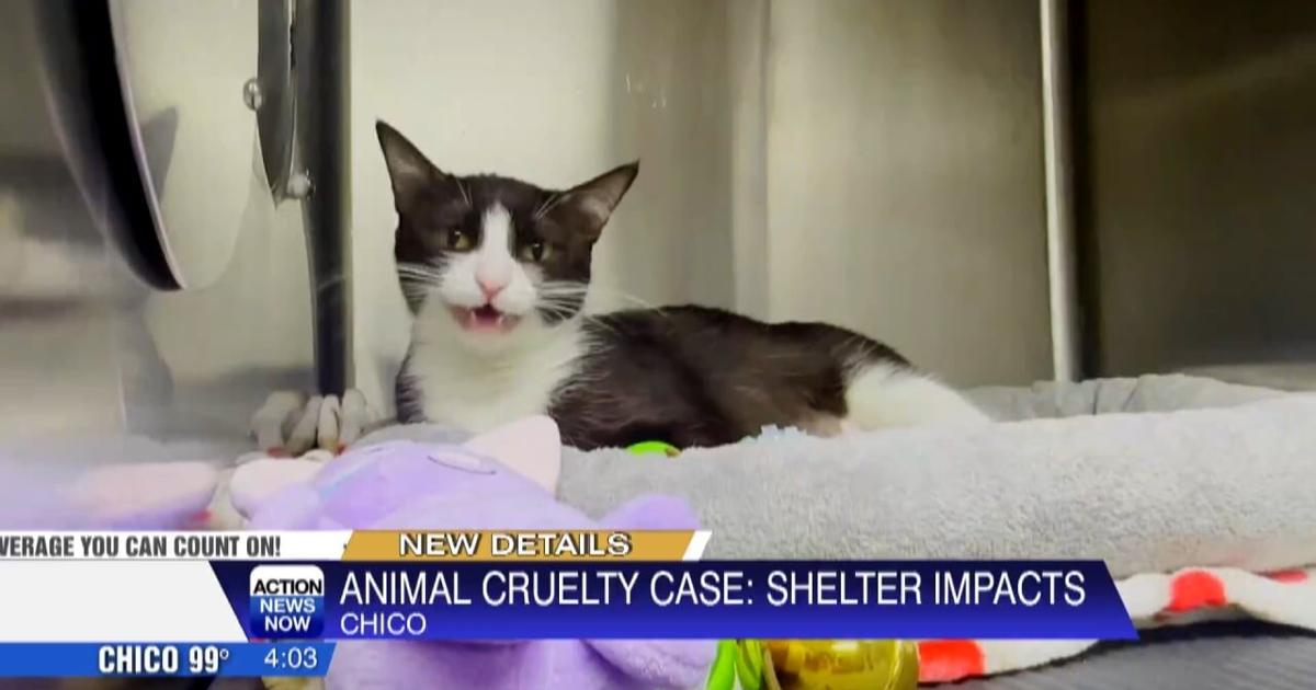 Chicko Rescue Chico Animal Shelter seeks help after rescuing 32 cats and 3 dogs ...