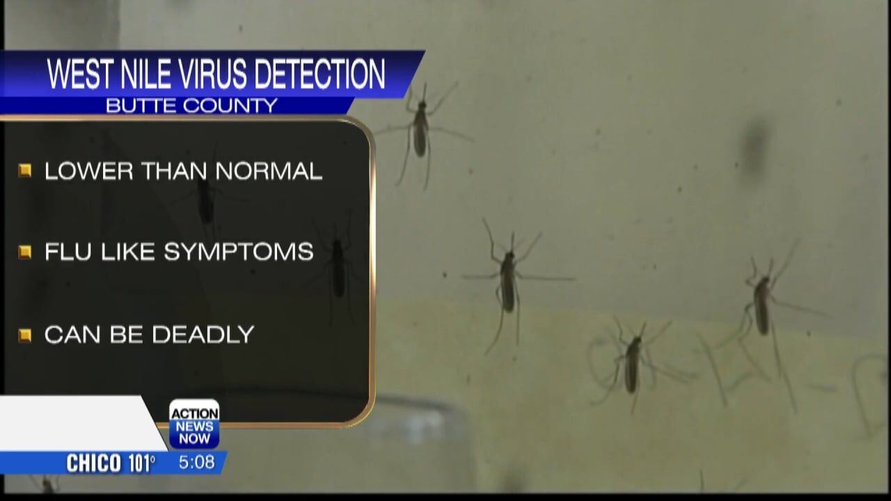 Eleven different mosquito pools in Butte County test positive for West Nile  Virus