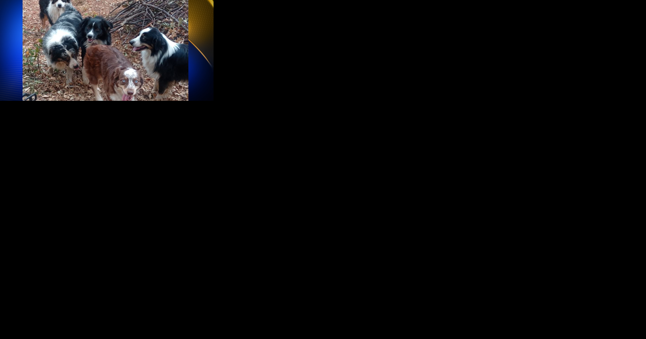 Community cares for 18 dogs left behind after owner died in car crash