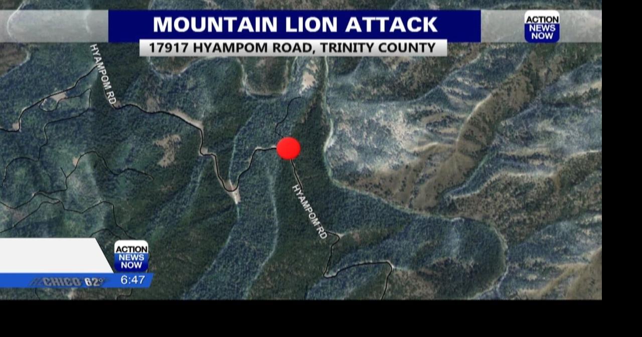 Mountain lion that attacked staff member at a summer camp in Hyampom ...