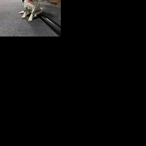 Pet of the Week: Oakley | Video | actionnewsnow.com->Loving You / Sono Hanabira ni Kuchizuke o: Anata o Suki na Shiawase / その花びらにくちづけを　あなたを好きな幸せ (Ren'Py rewrite) (Japanese, English, Polish)