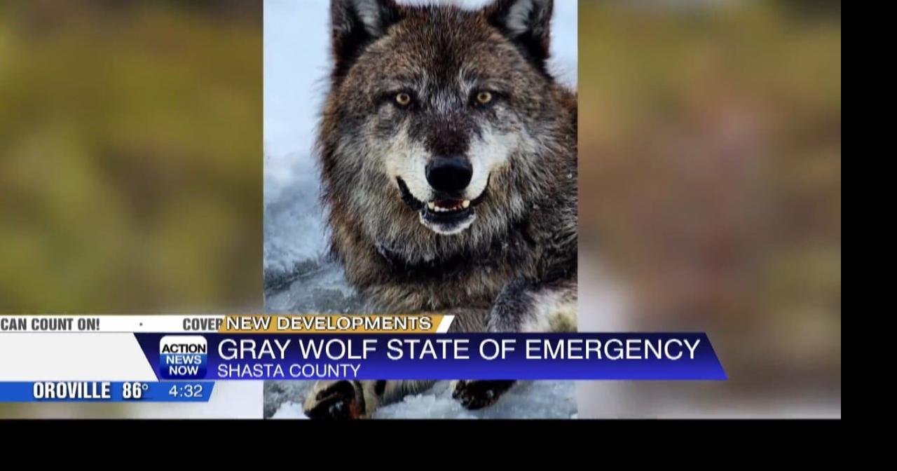 Shasta County Board of Supervisors declare local state of emergency due ...