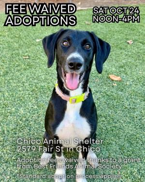Chico Animal Shelter Plans One-Day Free Adoption Event