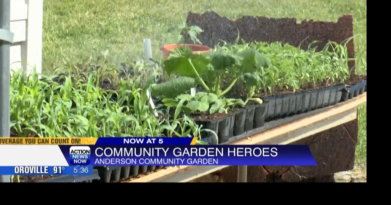 Anderson community garden anticipates they will harvest 20,000 pounds ...