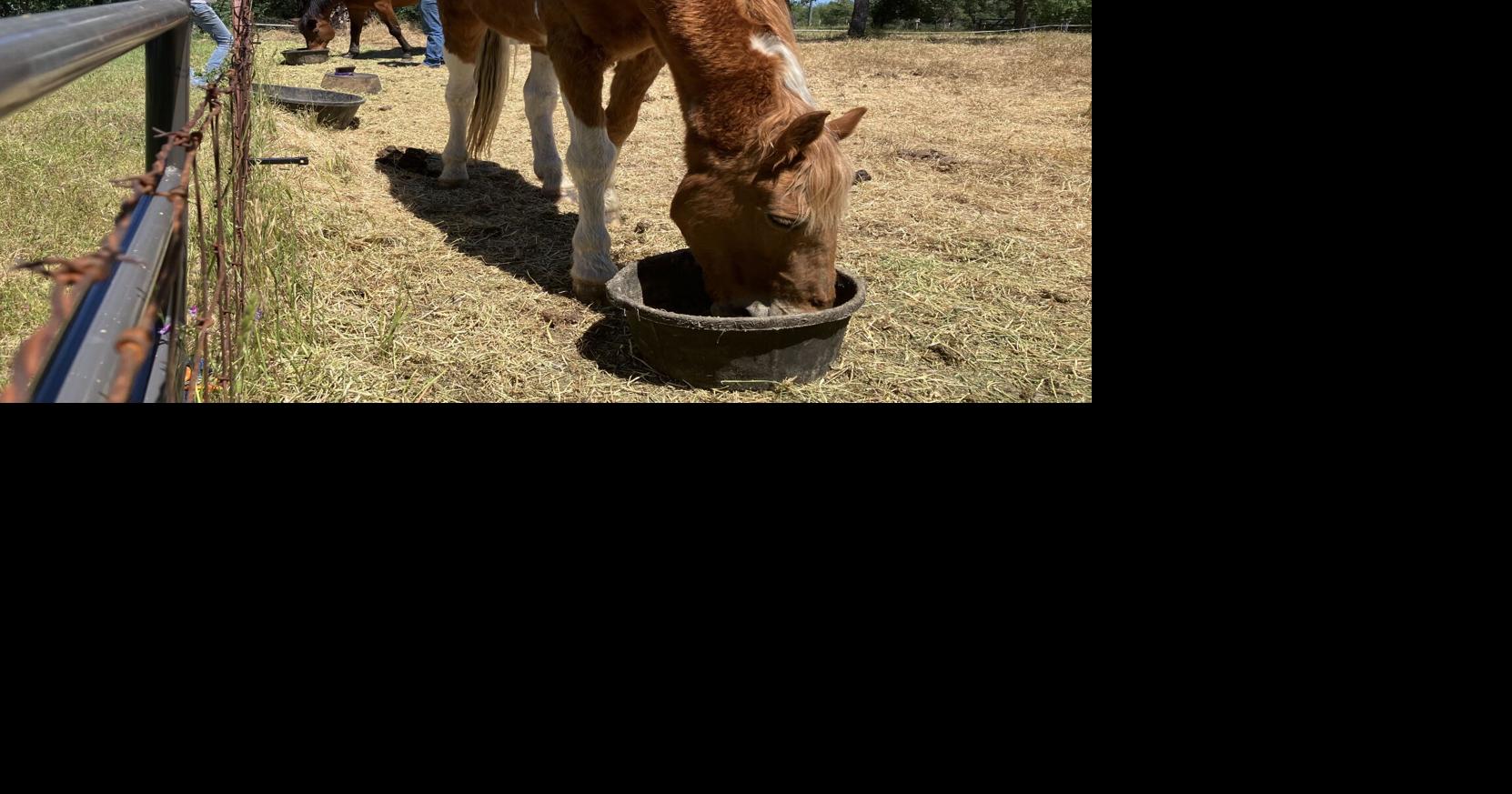 Two new horses rescued for Carrying Heroes | News | actionnewsnow.com