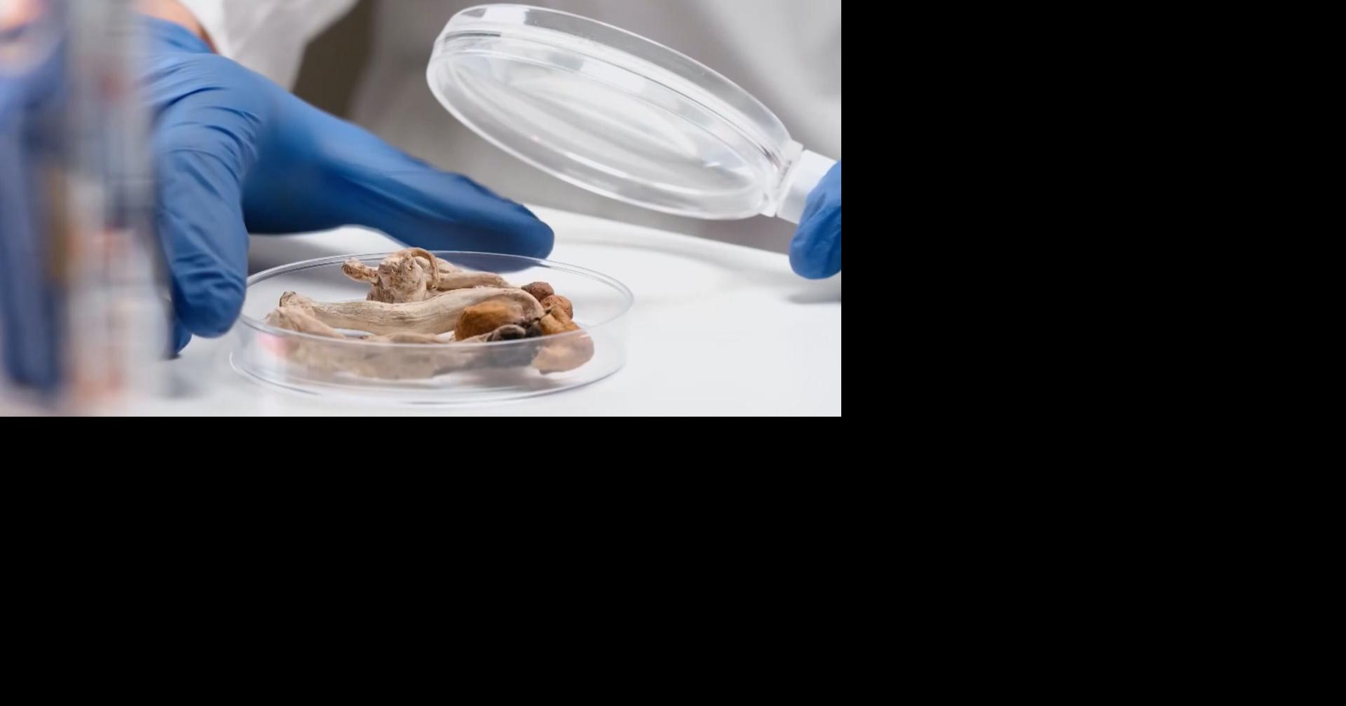 Redding study explores psilocybin therapy for mental health treatment