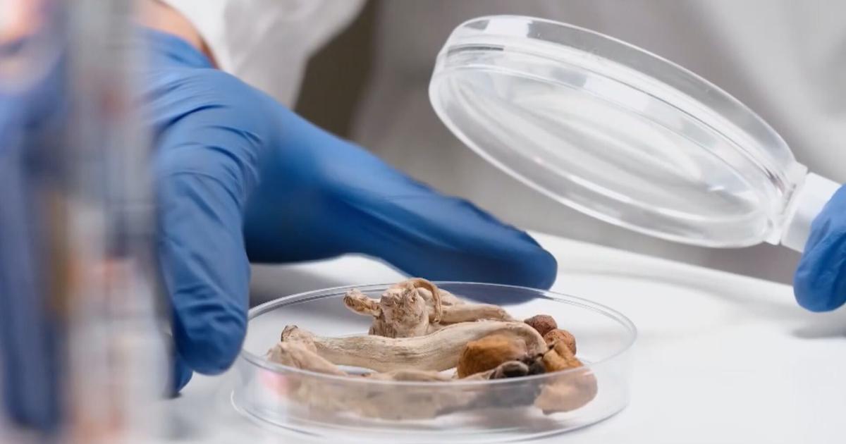 Redding study explores psilocybin therapy for mental health treatment