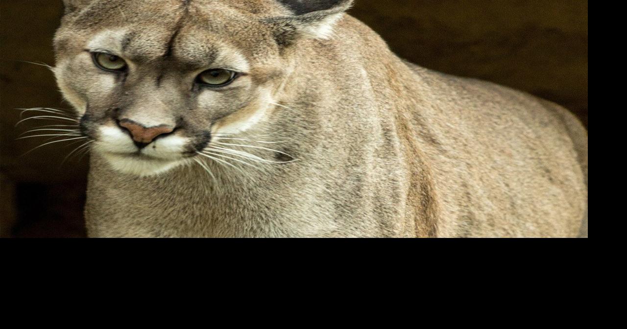 Mountain Lions in Central and Southern California listed as threatened under CA Endangered Species Act