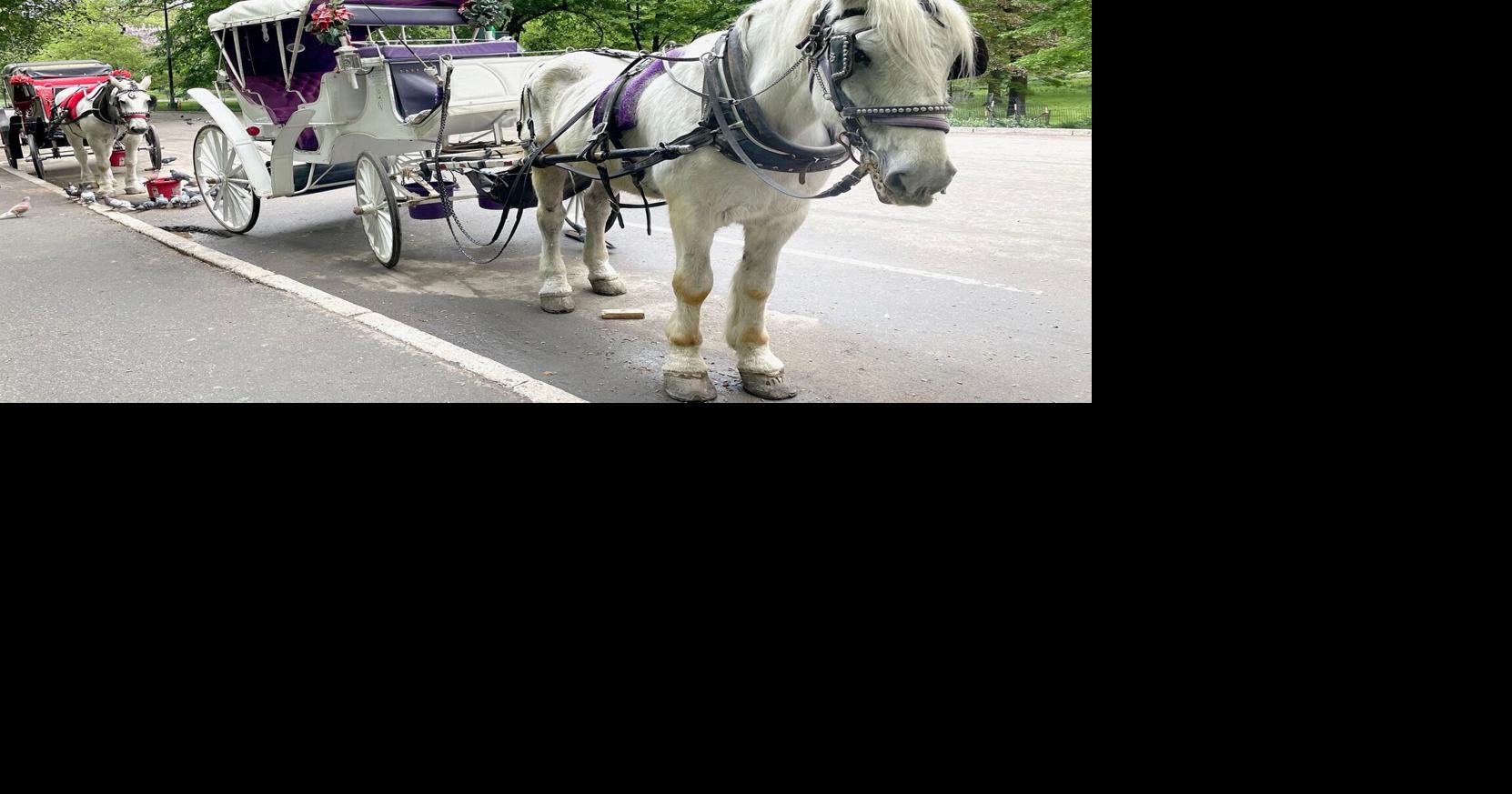 New York City’s iconic horse-drawn carriages expected to take their ...