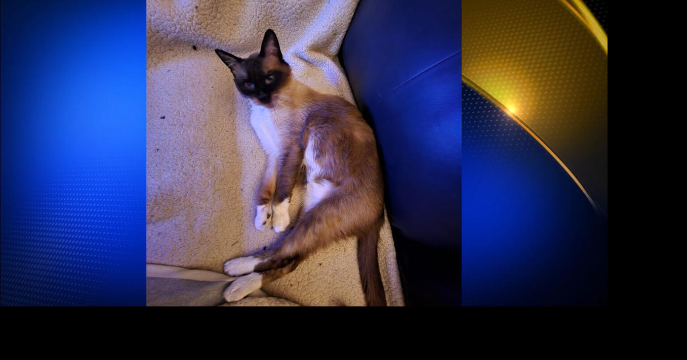 Search for stolen cat continues after car theft in Paradise | News ...