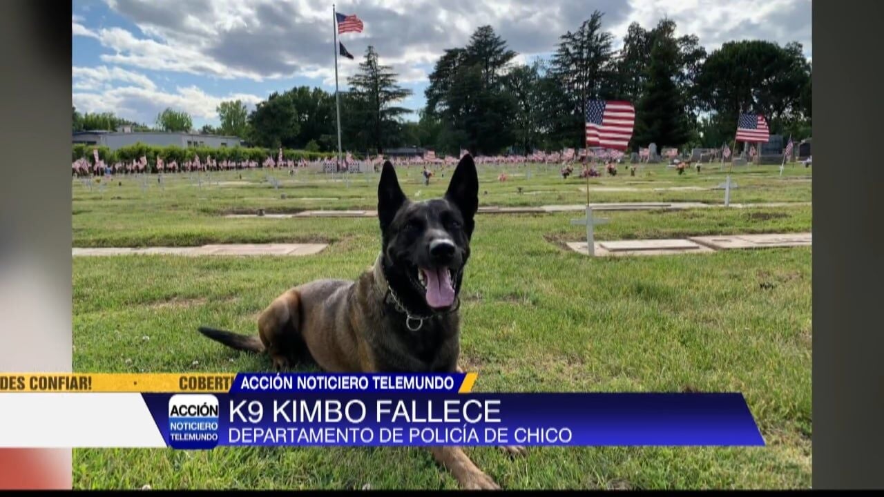 Policías Estatales del agrupamiento K9 realizan acciones de proximidad  social - CN13 Noticias San Luis Potosí, image size:1280x720