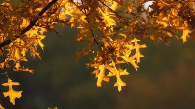 City of Chico to begin leaf collection program in November