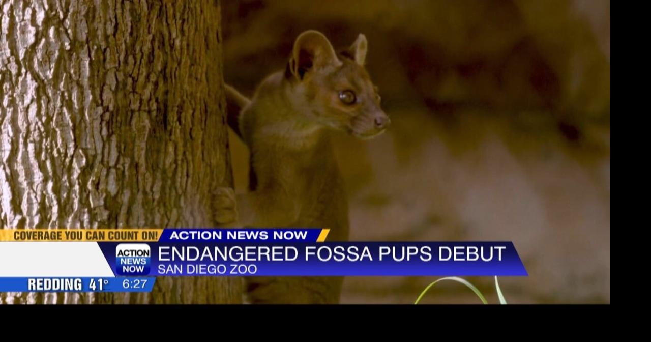 San Diego Zoo welcomes three rare fossa pups | Video | actionnewsnow.com