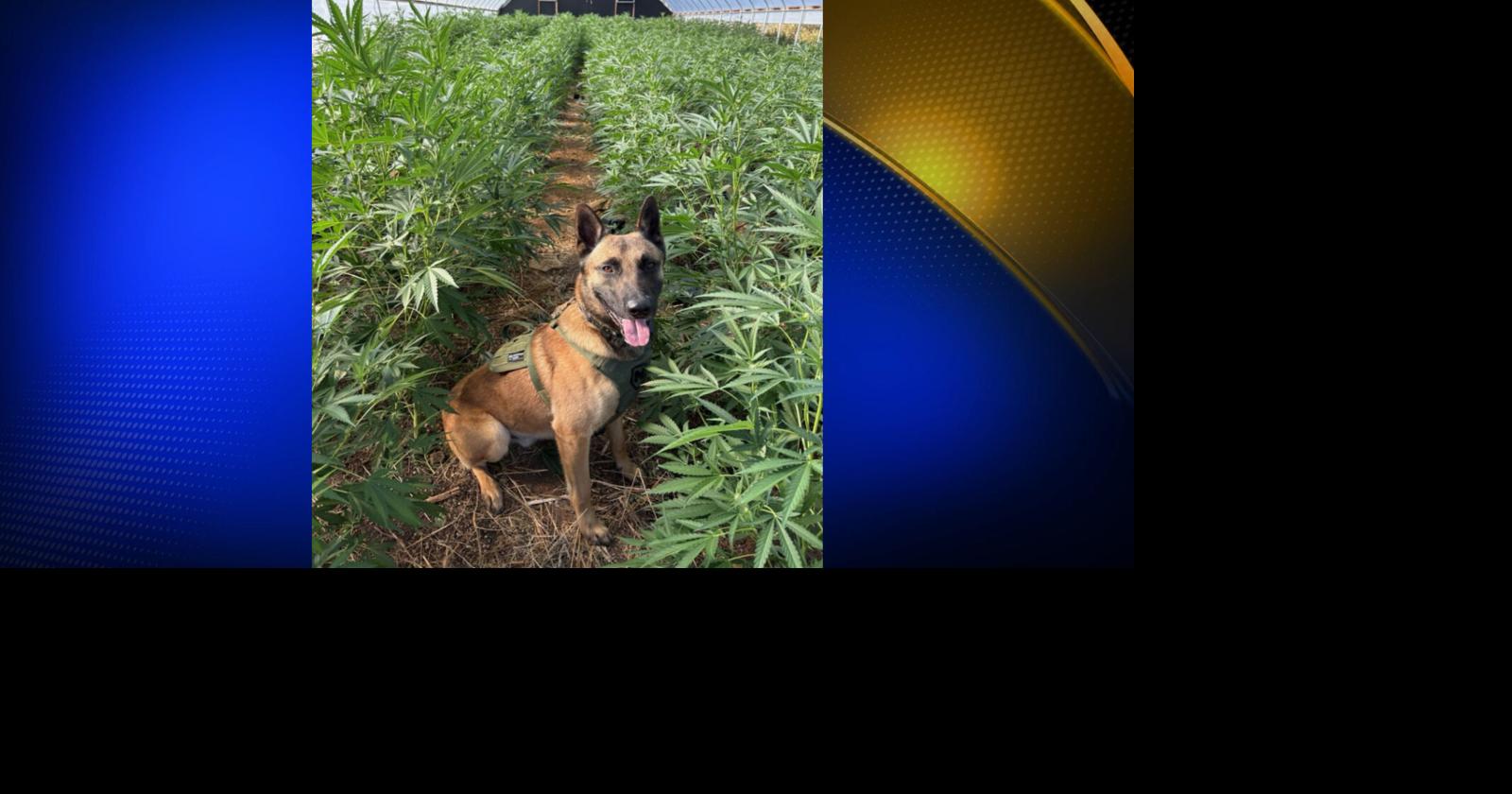 Two Arrested in Colusa County Marijuana Bust, 4,400 Plants Seized