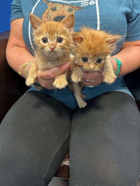 Kittens are our Pets of the Week!