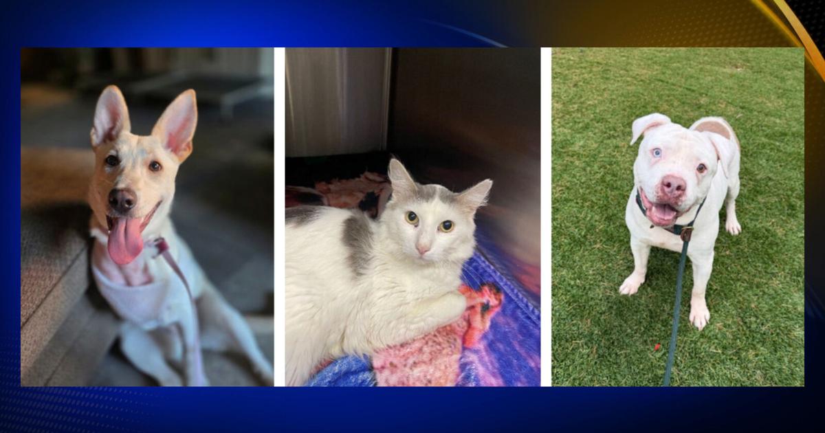 Chicko Rescue Chico Animal Shelter waiving adoption fees today for Adopt-a-Pet Day ...