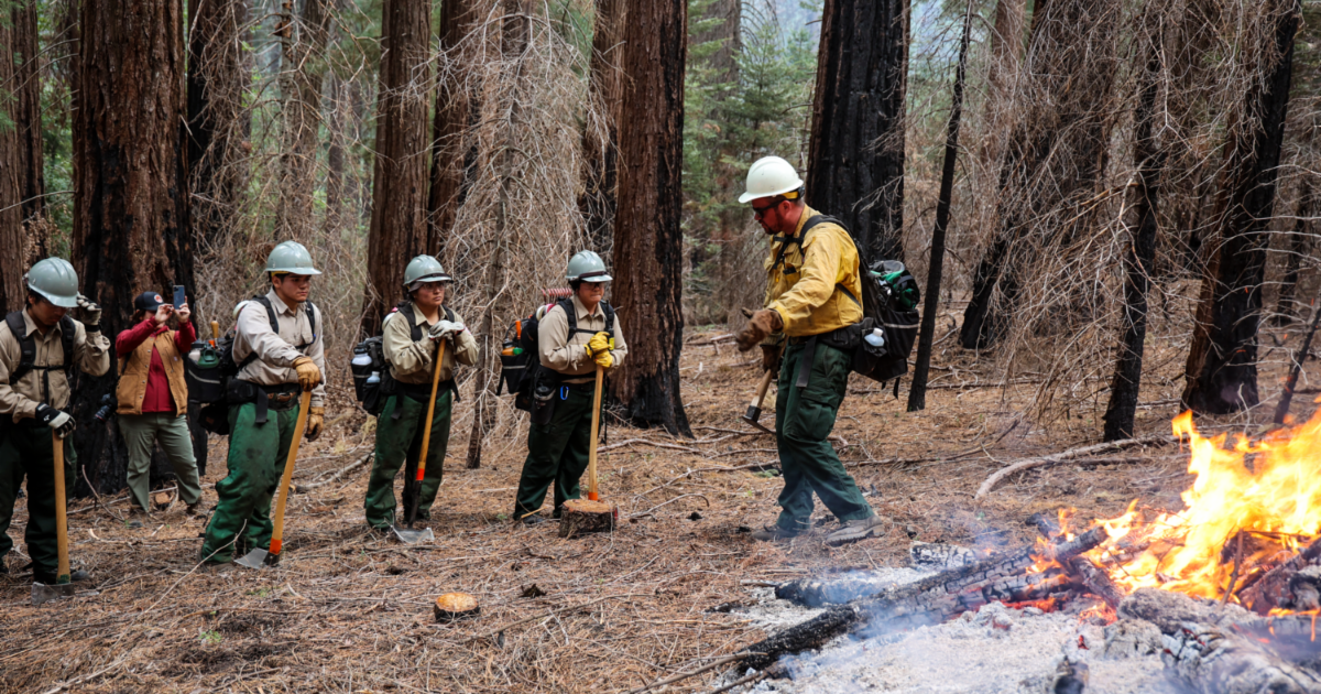 CAL FIRE invests in training future forestry workers and small businesses