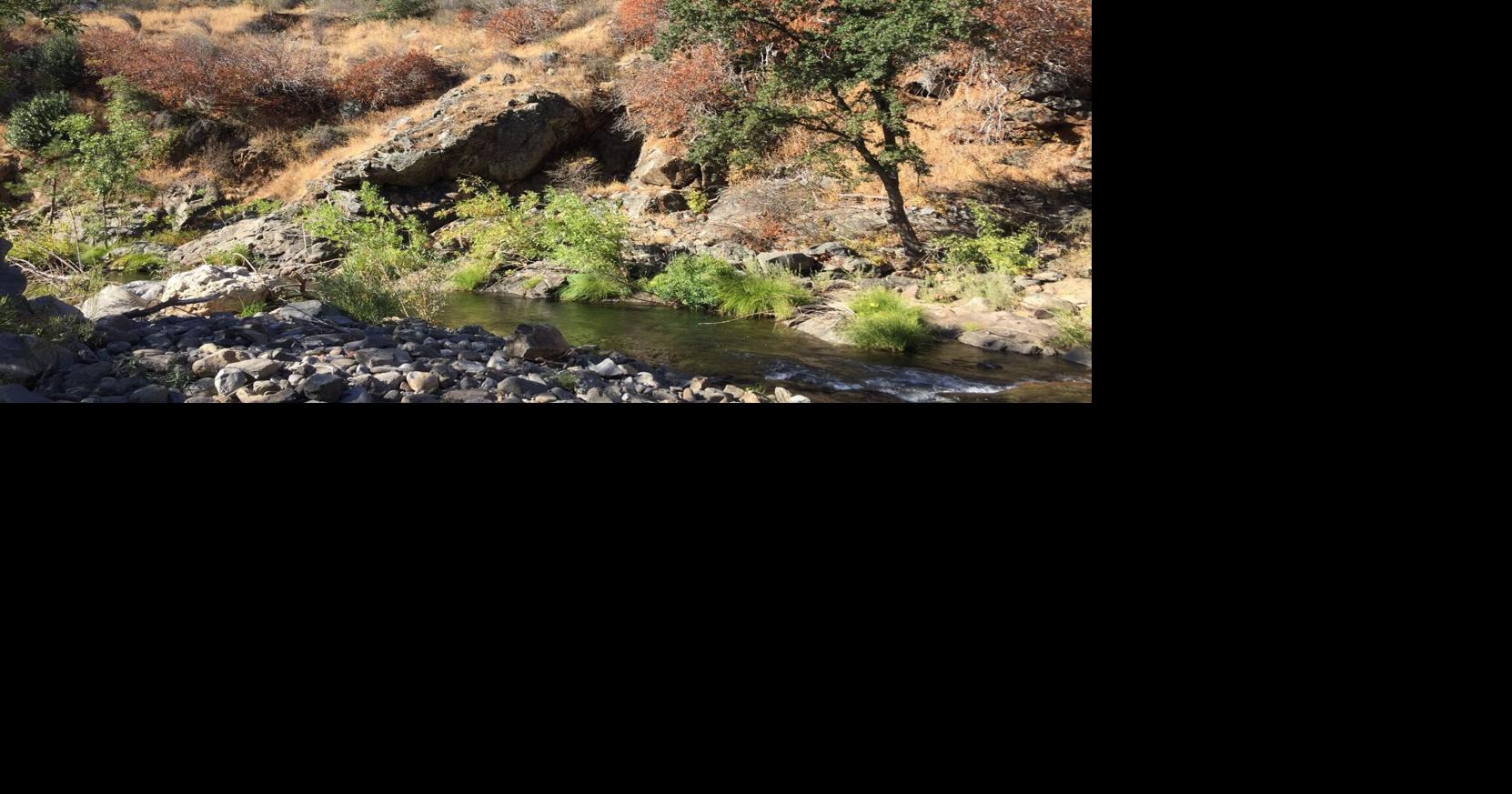 Rapid evolution helped a wildflower survive California’s megadrought