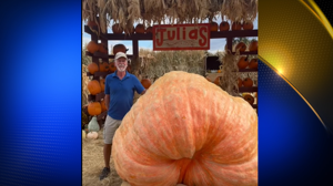 Giant Pumpkin Weighing 2,359 Pounds On Display in Tehama County