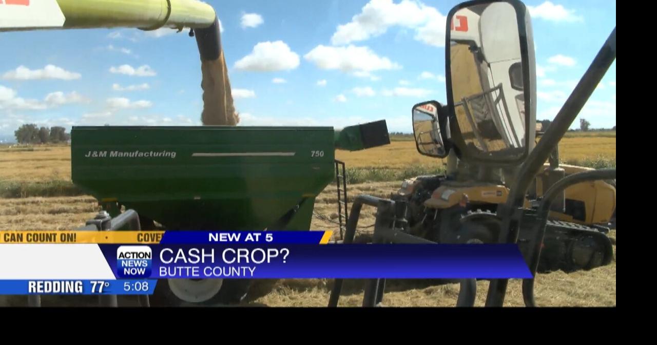 Harvest underway for rice farmers | News | actionnewsnow.com