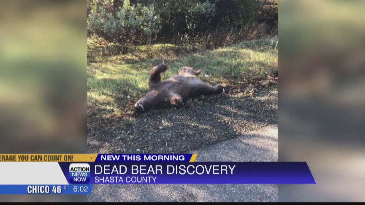 El Salto man shoots bear suspected of sheep killings, Animals in the News