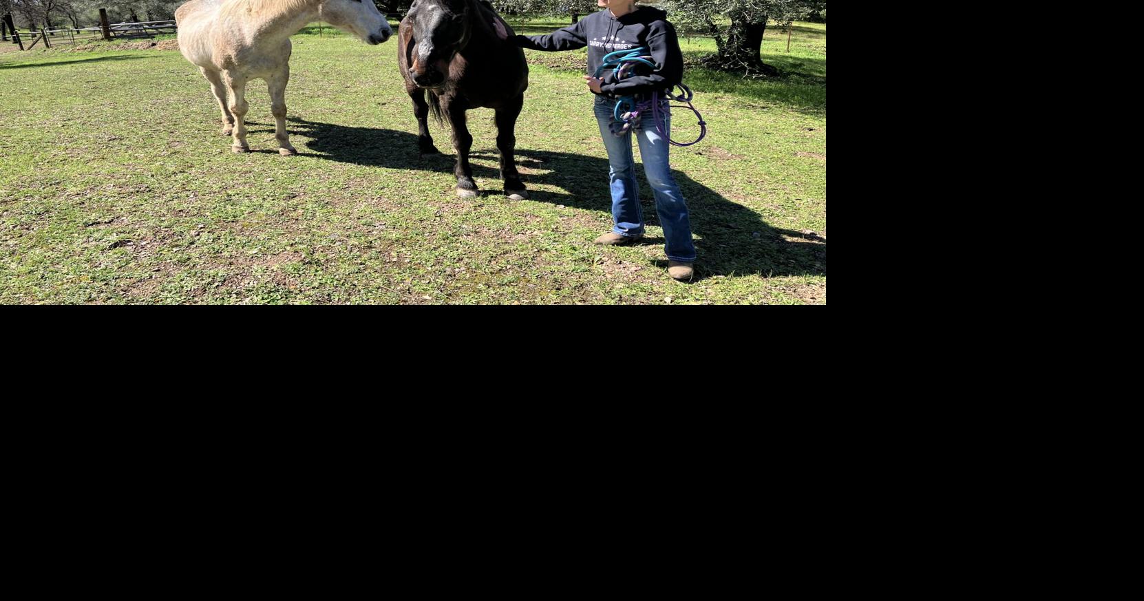 Rescued horses helping rescue people through Carrying Heroes nonprofit ...