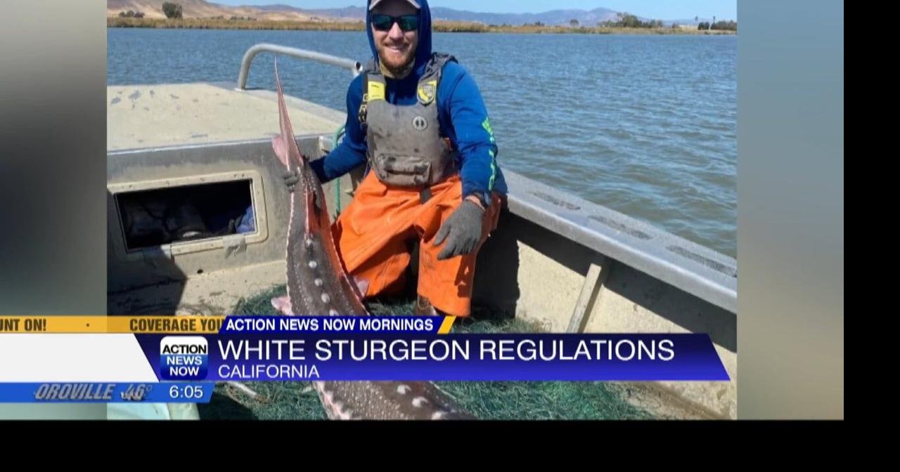 New emergency regulations set to protect white sturgeon in California