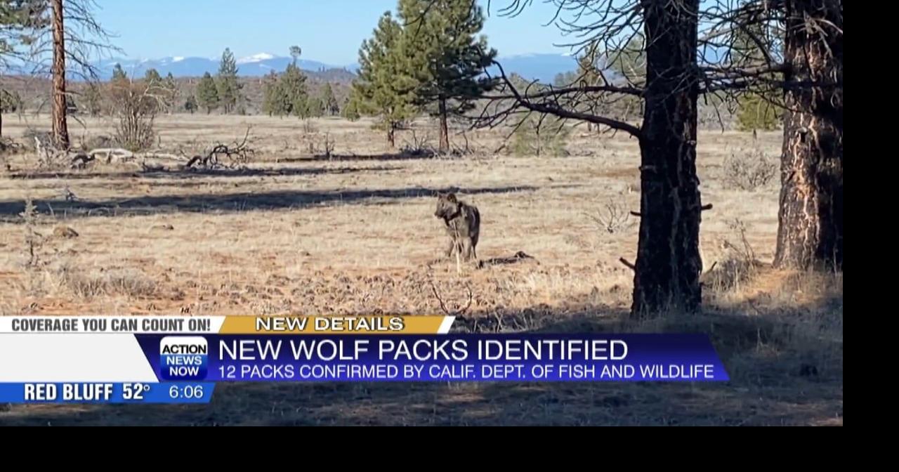 California now home to 90 wolves in 12 packs, including 4 new groups in ...
