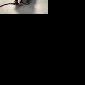 Pet of the Week: Louie | Video | actionnewsnow.com->Loving You / Sono Hanabira ni Kuchizuke o: Anata o Suki na Shiawase / その花びらにくちづけを　あなたを好きな幸せ (Ren'Py rewrite) (Japanese, English, Polish)