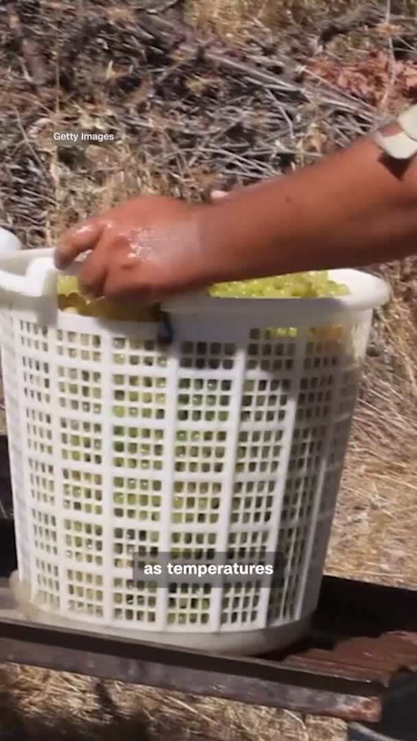 How Climate Change And Extreme Heat Are Making Wine Stronger