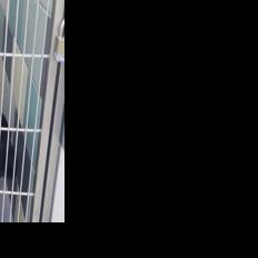 More than 60 dogs rescued from house fire | News | actionnewsnow.com