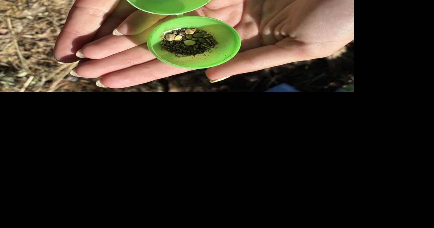 Chico State hosts ecological egg hunt for children part of the campus community