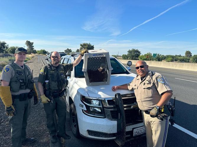 Bald eagle rescue 2