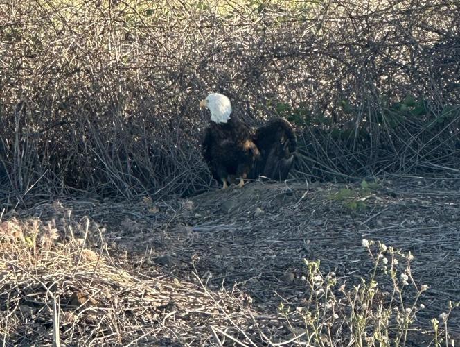 Bald eagle rescue 3