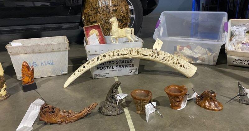 CDFW seizes ivory and rhino horns in Los Angeles County bus