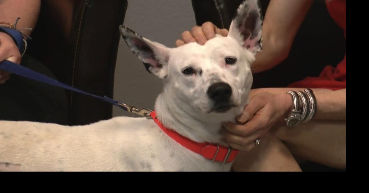 Pet of the Week: Daisy