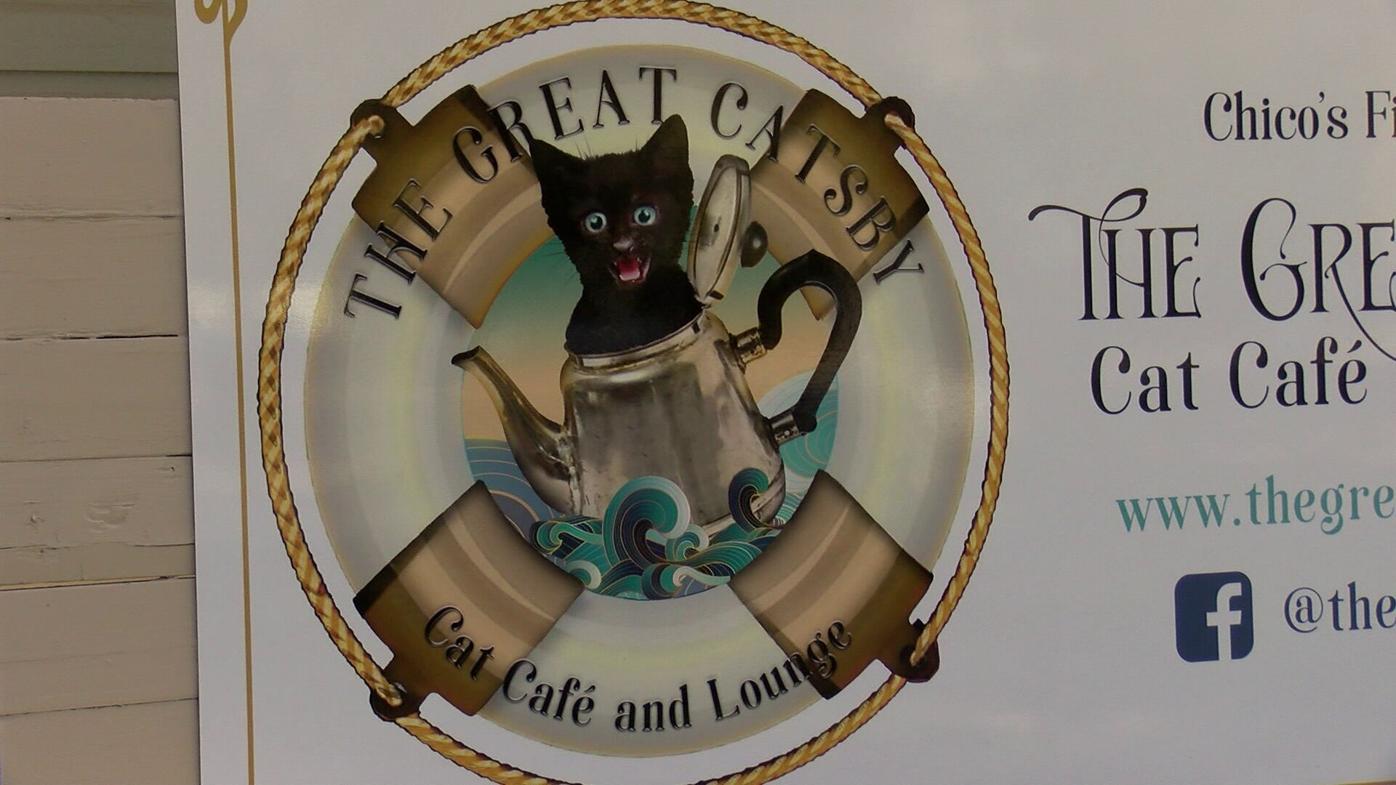 This place doubles as a coffee lounge and cat adoption shelter | News |  actionnewsnow.com