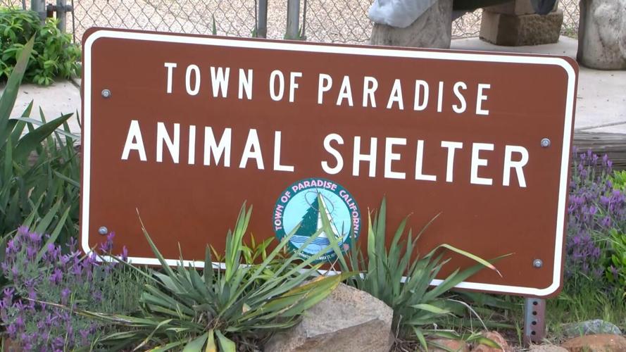 Shelter In Paradise Meaning Jack Ryan