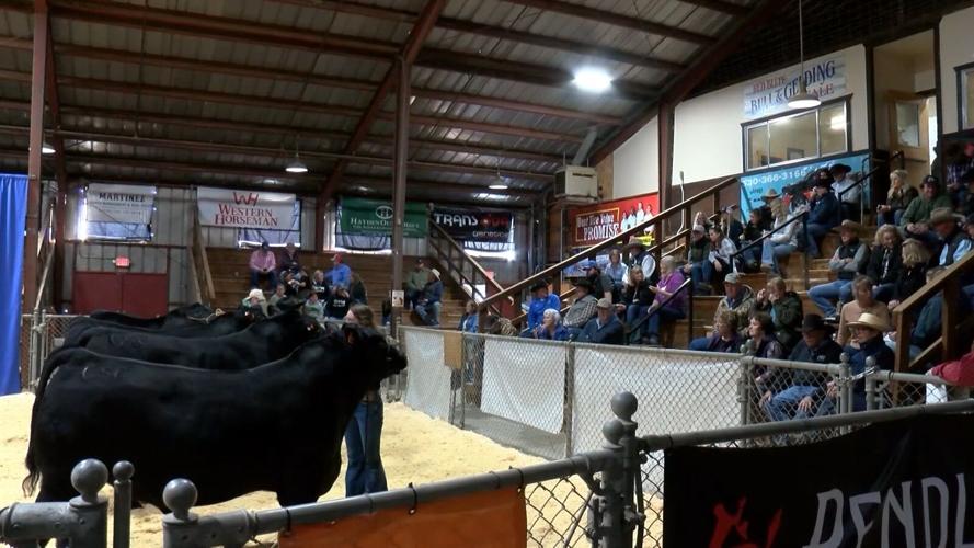 83rd Annual Red Bluff Bull & Gelding Sale kicks off in Red Bluff