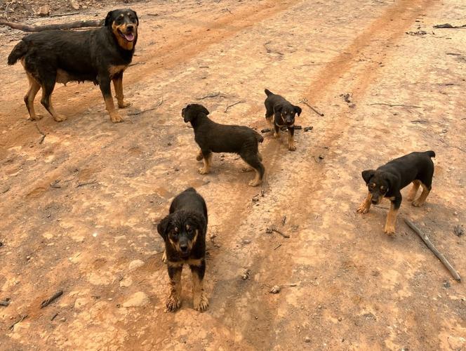 Park Fire Rottweiler rescuers honored for bravery | News ...