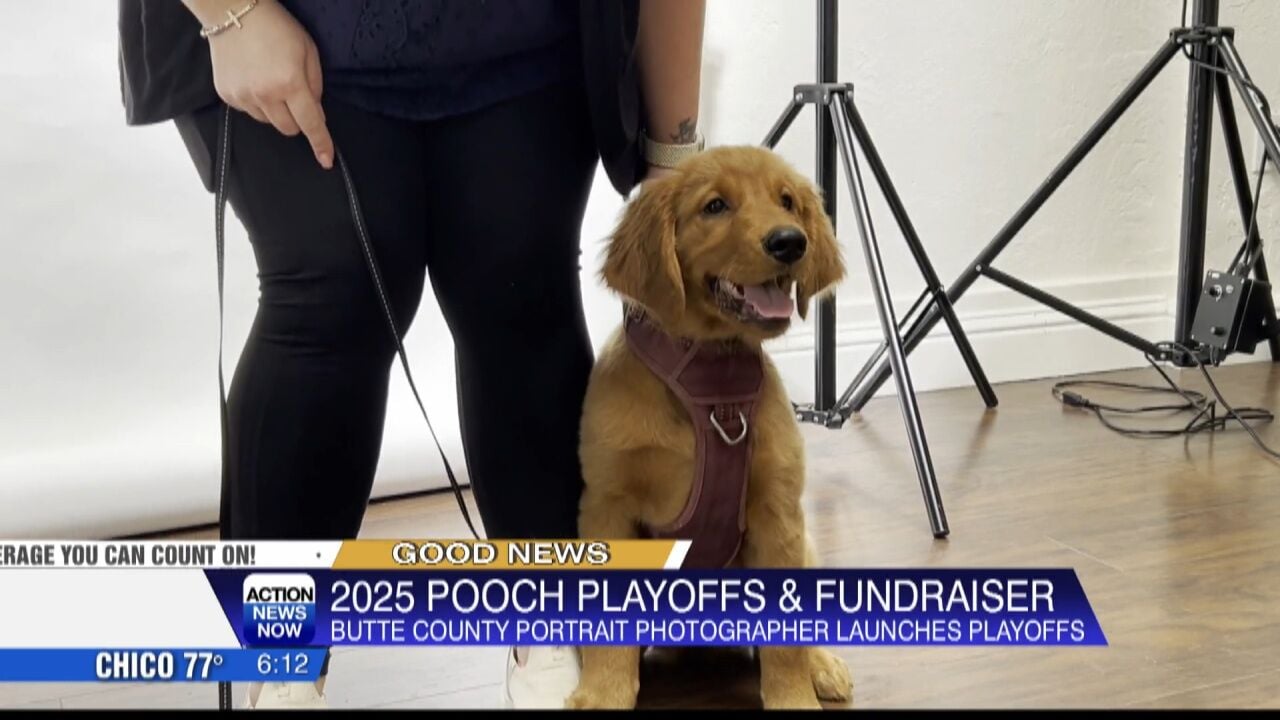 Its the Final Fur: Orovilles Cutest Canine to be crowned in SPCAA “Pooch  Playoffs” | News | actionnewsnow.com